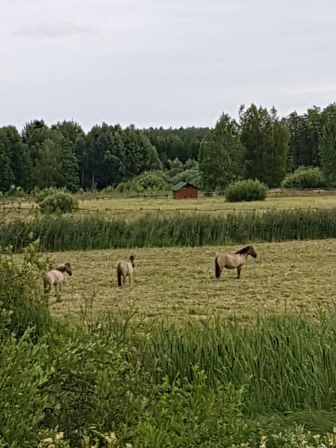 Apartamenty Białowieża Esterno foto